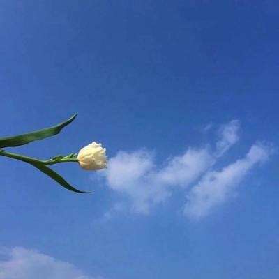 道友请留步九游版下载