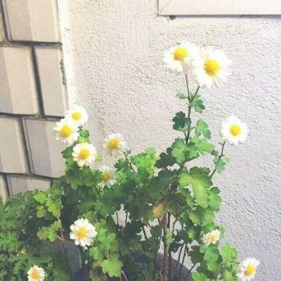 盛世大唐小米版下载